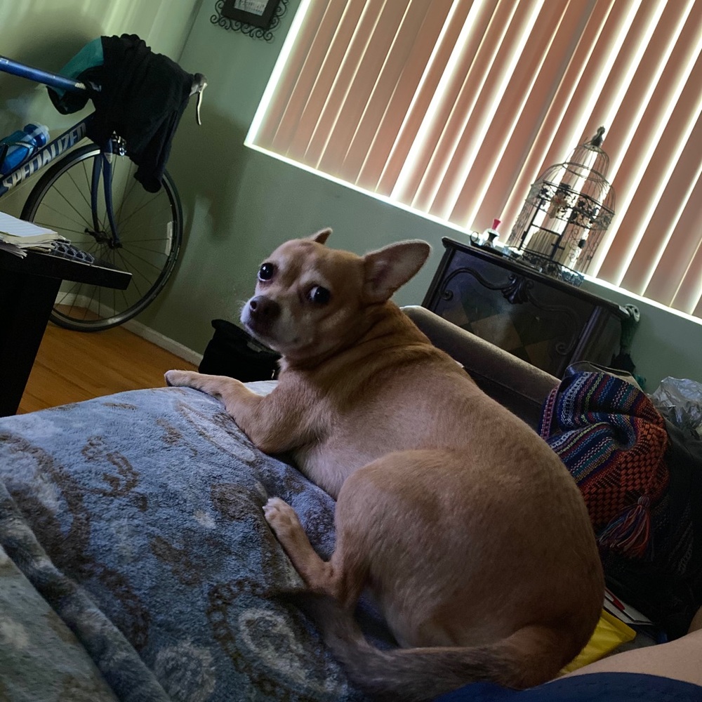 Meet your Posher, Vero